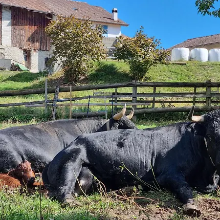 Apartment Blackbird *